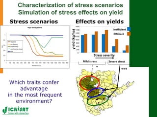 Research program on dryland cereals