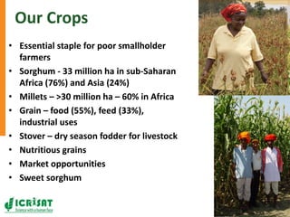 Research program on dryland cereals