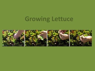Growing Lettuce 