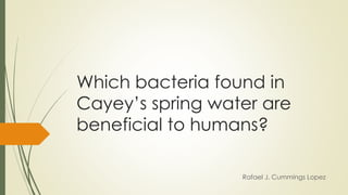 Which bacteria found in
Cayey’s spring water are
beneficial to humans?
Rafael J. Cummings Lopez
 