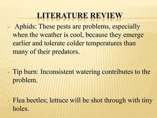 LITERATURE REVIEW


Aphids: These pests are problems, especially
when the weather is cool, because they emerge
earlier and tolerate colder temperatures than
many of their predators.



Tip burn: Inconsistent watering contributes to the
problem.



Flea beetles; lettuce will be shot through with tiny
holes.

 