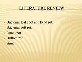 LITERATURE REVIEW

Bacterial leaf spot and head rot.
 Bacterial soft rot.
 Root knot.
 Bottom rot.
 stunt


 