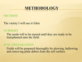 METHODOLOGY
METHOD

The variety I will use is Eden
NURSERY
The seeds will to be nursed until they are ready to be
transplanted onto the field.
SOIL PREPARATION
Fields will be prepared thoroughly by plowing, hallowing
and removing plant debris from the soil surface.

 