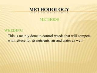 METHODOLOGY
METHODS
WEEDING
This is mainly done to control weeds that will compete
with lettuce for its nutrients, air and water as well.

 