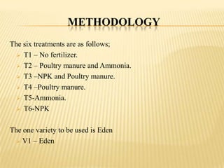 METHODOLOGY
The six treatments are as follows;
 T1 – No fertilizer.
 T2 – Poultry manure and Ammonia.
 T3 –NPK and Poultry manure.
 T4 –Poultry manure.
 T5-Ammonia.
 T6-NPK
The one variety to be used is Eden
 V1 – Eden

 