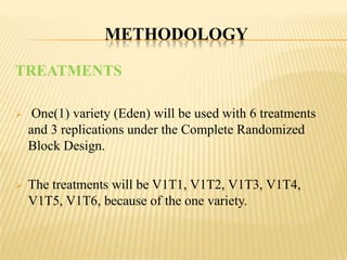 METHODOLOGY
TREATMENTS


One(1) variety (Eden) will be used with 6 treatments
and 3 replications under the Complete Randomized
Block Design.



The treatments will be V1T1, V1T2, V1T3, V1T4,
V1T5, V1T6, because of the one variety.

 