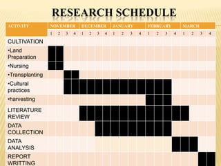 RESEARCH SCHEDULE
ACTIVITY

•Land
Preparation
•Nursing
•Transplanting
•Cultural
practices
•harvesting
LITERATURE
REVIEW
DATA
COLLECTION
DATA
ANALYSIS
REPORT
WRITTING

DECEMBER

JANUARY

1

CULTIVATION

NOVEMBER

1

1

2

3

4

2

3

4

2

3

FEBRUARY
4

1

2

3

MARCH
4

1

2

3

4

 