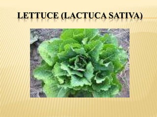 LETTUCE (LACTUCA SATIVA)

 