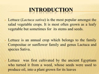 INTRODUCTION


Lettuce (Lactuca sativa) is the most popular amongst the
salad vegetable crops. It is most often grown as a leafy
vegetable but sometimes for its stems and seeds.



Lettuce is an annual crop which belongs to the family
Compositae or sunflower family and genus Lactuca and
species Sativa.



Lettuce was first cultivated by the ancient Egyptians
who turned it from a weed, whose seeds were used to
produce oil, into a plant grown for its leaves

 