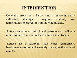 INTRODUCTION


Generally grown as a hardy annual, lettuce is easily
cultivated, although it requires relatively low
temperatures to prevent it from flowing quickly.



Lettuce contains vitamin A and potassium as well as a
minor source of several other vitamins and nutrients.



Lettuce has a relatively high water requirement.
Inadequate moisture will seriously stunt growth and head
quality.

 
