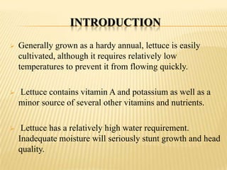 INTRODUCTION


Generally grown as a hardy annual, lettuce is easily
cultivated, although it requires relatively low
temperatures to prevent it from flowing quickly.



Lettuce contains vitamin A and potassium as well as a
minor source of several other vitamins and nutrients.



Lettuce has a relatively high water requirement.
Inadequate moisture will seriously stunt growth and head
quality.

 