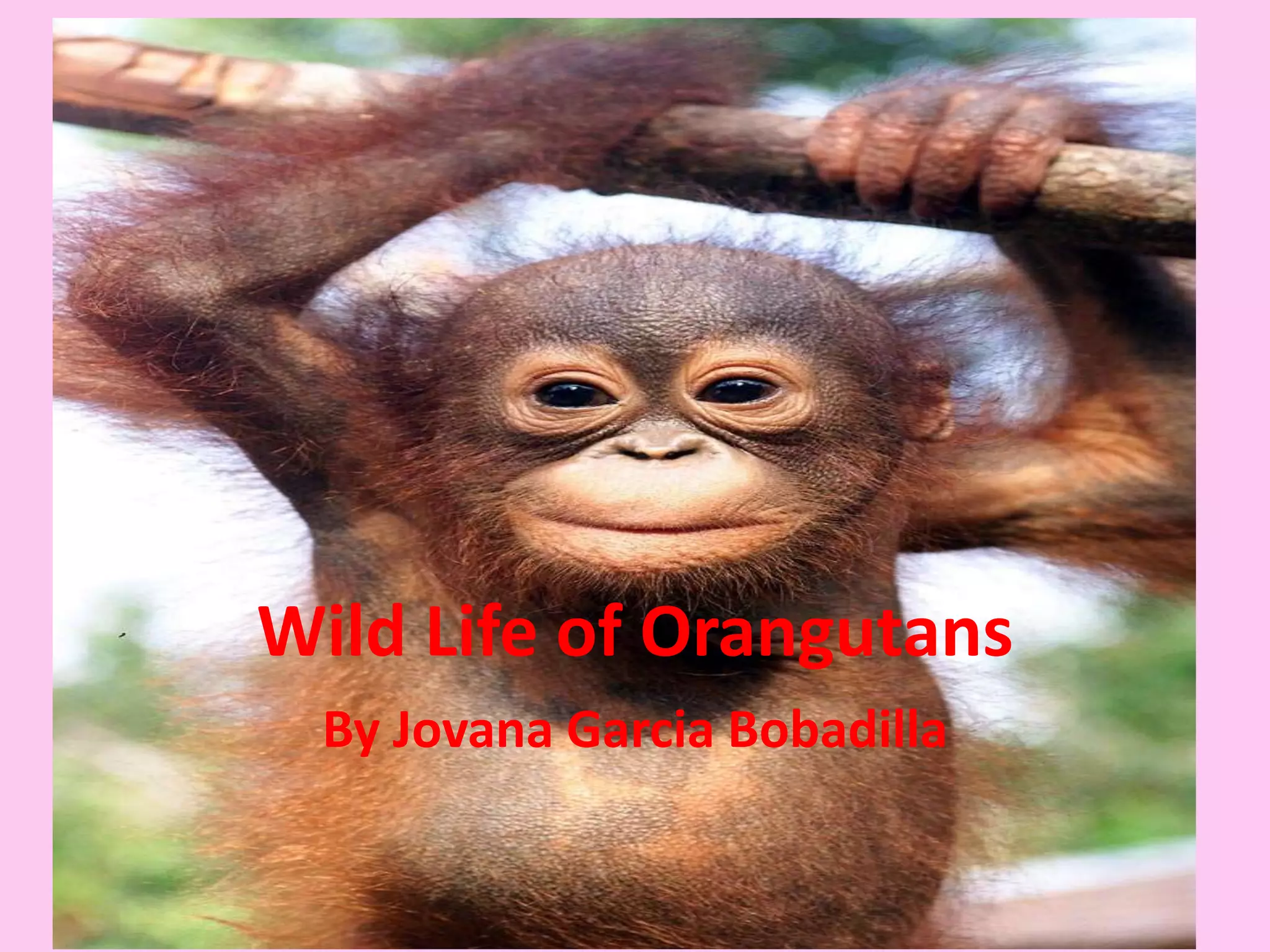 Wild Life of Orangutans
By Jovana Garcia Bobadilla