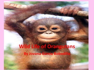 Wild Life of Orangutans
By Jovana Garcia Bobadilla
 