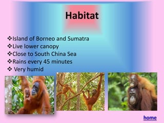 Habitat
Island of Borneo and Sumatra
Live lower canopy
Close to South China Sea
Rains every 45 minutes
Very humid