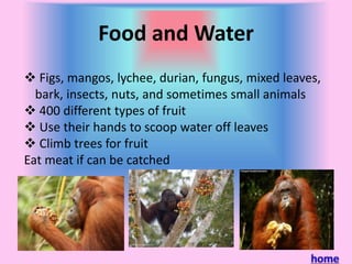 Food and Water
Figs, mangos, lychee, durian, fungus, mixed leaves,
bark, insects, nuts, and sometimes small animals
400 different types of fruit
Use their hands to scoop water off leaves
Climb trees for fruit
Eat meat if can be catched