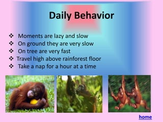 Daily Behavior
Moments are lazy and slow
On ground they are very slow
On tree are very fast
Travel high above rainforest floor
Take a nap for a hour at a time
home