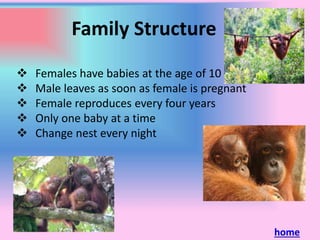 Family Structure
Females have babies at the age of 10
Male leaves as soon as female is pregnant
Female reproduces every four years
Only one baby at a time
Change nest every night
home