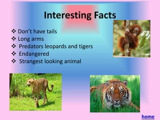 Interesting Facts
Don’t have tails
Long arms
Predators leopards and tigers
Endangered
Strangest looking animal
home