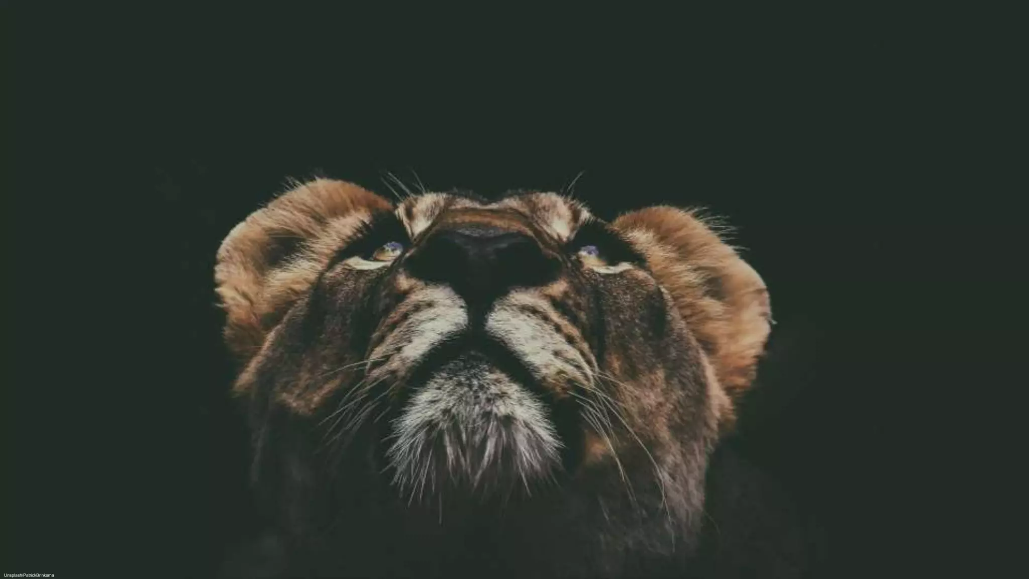 Unsplash/PatrickBrinksma
 