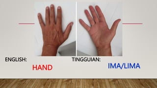 HAND
TINGGUIAN:
ENGLISH:
IMA/LIMA
 