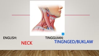 NECK
TINGGUIAN:
ENGLISH:
TINGNGED/BUKLAW
 