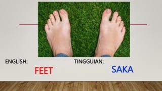 FEET
TINGGUIAN:
ENGLISH:
SAKA
 