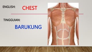 CHEST
TINGGUIAN:
ENGLISH:
BARUKUNG
 