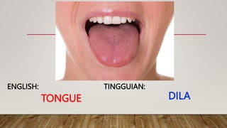 TONGUE
TINGGUIAN:
ENGLISH:
DILA
 