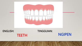 TEETH
TINGGUIAN:
ENGLISH:
NGIPEN
 