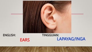 EARS
TINGGUIAN:
ENGLISH:
LAPAYAG/INGA
 