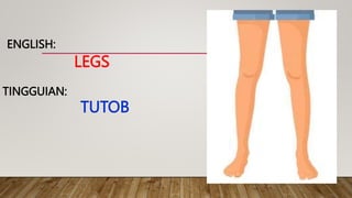 LEGS
TINGGUIAN:
ENGLISH:
TUTOB
 