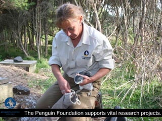 The Penguin Foundation supports vital research projects.
 
