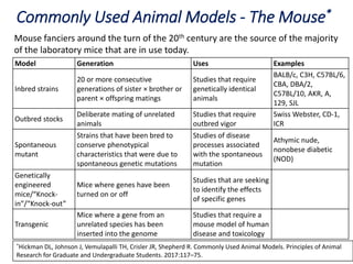 Commonly Used Animal Models - The Mouse*
*Hickman DL, Johnson J, Vemulapalli TH, Crisler JR, Shepherd R. Commonly Used Animal Models. Principles of Animal
Research for Graduate and Undergraduate Students. 2017:117–75.
Model Generation Uses Examples
Inbred strains
20 or more consecutive
generations of sister × brother or
parent × offspring matings
Studies that require
genetically identical
animals
BALB/c, C3H, C57BL/6,
CBA, DBA/2,
C57BL/10, AKR, A,
129, SJL
Outbred stocks
Deliberate mating of unrelated
animals
Studies that require
outbred vigor
Swiss Webster, CD-1,
ICR
Spontaneous
mutant
Strains that have been bred to
conserve phenotypical
characteristics that were due to
spontaneous genetic mutations
Studies of disease
processes associated
with the spontaneous
mutation
Athymic nude,
nonobese diabetic
(NOD)
Genetically
engineered
mice/“Knock-
in”/“Knock-out”
Mice where genes have been
turned on or off
Studies that are seeking
to identify the effects
of specific genes
Transgenic
Mice where a gene from an
unrelated species has been
inserted into the genome
Studies that require a
mouse model of human
disease and toxicology
Mouse fanciers around the turn of the 20th century are the source of the majority
of the laboratory mice that are in use today.
 