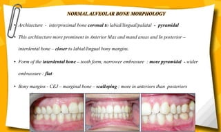 • Architecture - interproximal bone coronal to labial/lingual/palatal - pyramidal
• This architecture more prominent in Anterior Max and mand areas and In posterior –
interdental bone – closer to labial/lingual bony margins.
• Form of the interdental bone – tooth form, narrower embrasure : more pyramidal - wider
embrassure : flat
• Bony margins - CEJ – marginal bone – scalloping : more in anteriors than posteriors
NORMAL ALVEOLAR BONE MORPHOLOGY
 