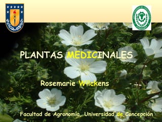 Facultad de Agronomía, Universidad  de  Concepción PLANTAS  MEDIC INALES Rosemarie  Wilck ens 