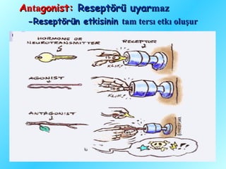 Dil Reseptoru Reseptor (fazlası için www.tipfakultesi.org ) | PPT