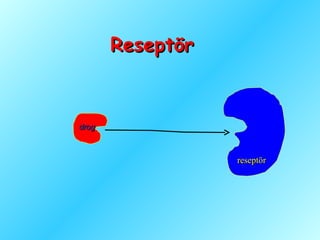 Dil Reseptoru Reseptor (fazlası için www.tipfakultesi.org ) | PPT