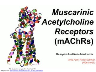 Muscarinic
Acetylcholine
Receptors
(mAChRs)
Reseptor Asetilkolin Muskarinik
Ariiq Azmi Rofiqi Sulkhan
(M0614007)
Pict. Muscarinic Acetylcholine Receptors, M3
Adopted from http://bhmed.blogspot.com/2014_05_01_archive.html
 