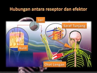 Reseptor dan efektor
