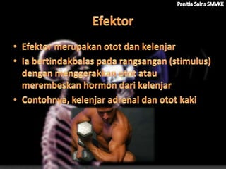 Reseptor dan efektor