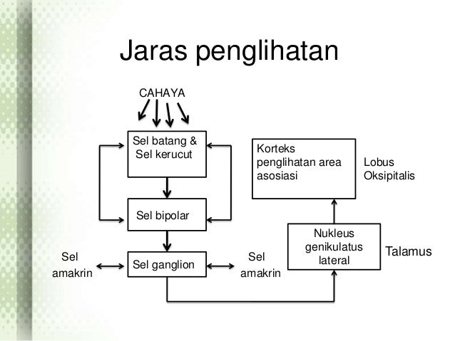 Reseptor Dan Jaras Sistem Indera