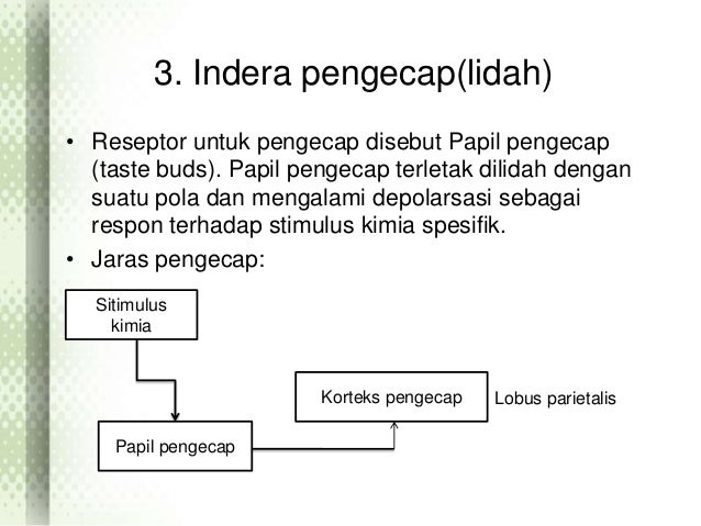 Reseptor Dan Jaras Sistem Indera