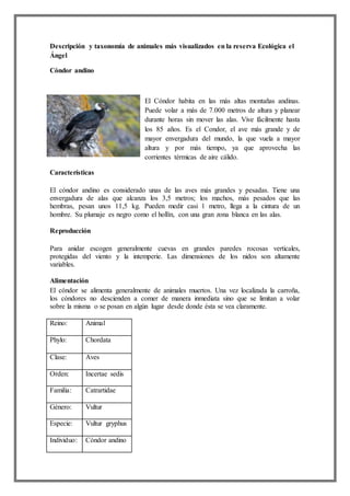 Descripción y taxonomía de animales más visualizados en la reserva Ecológica el
Ángel
Cóndor andino
El Cóndor habita en las más altas montañas andinas.
Puede volar a más de 7.000 metros de altura y planear
durante horas sin mover las alas. Vive fácilmente hasta
los 85 años. Es el Condor, el ave más grande y de
mayor envergadura del mundo, la que vuela a mayor
altura y por más tiempo, ya que aprovecha las
corrientes térmicas de aire cálido.
Características
El cóndor andino es considerado unas de las aves más grandes y pesadas. Tiene una
envergadura de alas que alcanza los 3,5 metros; los machos, más pesados que las
hembras, pesan unos 11,5 kg. Pueden medir casi 1 metro, llega a la cintura de un
hombre. Su plumaje es negro como el hollín, con una gran zona blanca en las alas.
Reproducción
Para anidar escogen generalmente cuevas en grandes paredes rocosas verticales,
protegidas del viento y la intemperie. Las dimensiones de los nidos son altamente
variables.
Alimentación
El cóndor se alimenta generalmente de animales muertos. Una vez localizada la carroña,
los cóndores no descienden a comer de manera inmediata sino que se limitan a volar
sobre la misma o se posan en algún lugar desde donde ésta se vea claramente.
Reino: Animal
Phylo: Chordata
Clase: Aves
Orden: Incertae sedis
Familia: Catrartidae
Género: Vultur
Especie: Vultur gryphus
Individuo: Cóndor andino
 
