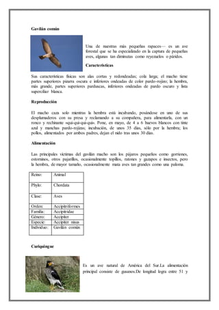 Gavilán común
Una de nuestras más pequeñas rapaces— es un ave
forestal que se ha especializado en la captura de pequeñas
aves, algunas tan diminutas como reyezuelos o páridos.
Características
Sus características físicas son alas cortas y redondeadas; cola larga; el macho tiene
partes superiores pizarra oscura e inferiores ondeadas de color pardo-rojizo; la hembra,
más grande, partes superiores parduscas, inferiores ondeadas de pardo oscuro y lista
superciliar blanca.
Reproducción
El macho caza solo mientras la hembra está incubando, posándose en uno de sus
desplumaderos con su presa y reclamando a su compañera, para alimentarla, con un
ronco y rechinante «qui-qui-qui-qui». Pone, en mayo, de 4 a 6 huevos blancos con tinte
azul y manchas pardo-rojizas; incubación, de unos 35 días, sólo por la hembra; los
pollos, alimentados por ambos padres, dejan el nido tras unos 30 días.
Alimentación
Las principales víctimas del gavilán macho son los pájaros pequeños como gorriones,
estorninos, otros pajarillos, ocasionalmente topillos, ratones y gazapos e insectos, pero
la hembra, de mayor tamaño, ocasionalmente mata aves tan grandes como una paloma.
Reino: Animal
Phylo: Chordata
Clase: Aves
Orden: Accipitriformes
Familia: Accipitridae
Género: Accipiter
Especie: Accipiter nisus
Individuo: Gavilán común
Curiquingue
Es un ave natural de América del Sur.La alimentación
principal consiste de gusanos.De longitud logra entre 51 y
 