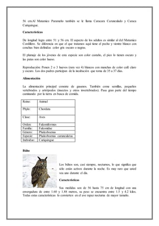 56 cm.Al Matamico Parameño también se le llama Caracara Carunculado y Caraca
Curiquingue.
Características
De longitud logra entre 51 y 56 cm. El aspecto de los adultos es similar al del Matamico
Cordillero. Se diferencia en que el que tratamos aquí tiene el pecho y vientre blanco con
conchas bien definidas color gris oscuro o negras.
El plumaje de los jóvenes de esta especie son color castaño, el pico lo tienen oscuro y
las patas son color hueso.
Reproducción: Ponen 2 o 3 huevos (rara vez 4) blancos con manchas de color café claro
y oscuro. Los dos padres participan de la incubación que toma de 35 a 37 días.
Alimentación
La alimentación principal consiste de gusanos. También come semillas, pequeños
vertebrados y artrópodos (insectos y otros invertebrados). Pasa gran parte del tiempo
caminando por la tierra en busca de comida.
Reino: Animal
Phylo: Chordata
Clase: Aves
Orden: Falconiformes
Familia: Falconidae
Género: Phalcoboenus
Especie: Phalcoboenus carunculatus
Individuo: Curiquingue
Búho
Los búhos son, casi siempre, nocturnos, lo que significa que
sólo están activos durante la noche. Es muy raro que usted
vea uno durante el día.
Características
Sus medidas son de 56 hasta 75 cm de longitud con una
envergadura de entre 1.60 y 1.88 metros, su peso se encuentra entre 1.5 y 4.2 kilos.
Todas estas características lo convierten en el ave rapaz nocturna de mayor tamaño.
 