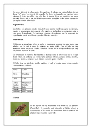 En ambos lados de la cabeza posee dos mechones de plumas que crean el efecto de una
forma “V” entre los ojos de iris amarilla. Su dorso es jaspeado con manchas claras
mientras el vientre es pálido y de color liso. Al tratarse de un ave cazadora, sus garras
son muy fuertes, por lo que los humanos deben usar protección en los brazos en caso de
que alguna repose sobre estos.
Reproducción
Los búhos son criaturas aisladas pero, todo esto cambia cuando se acerca la primavera,
cuando el apareamiento debe ocurrir y los machos y las hembras se encuentran entre sí
para crear descendencia. Es importante observar, sin embargo, que la temporada de
reproducción puede ser diferente para las diferentes especies.
Alimentación
El búho es un animal muy veloz, su visión es excepcional y cuenta con unas garras muy
afiladas, por lo cual la caza de alimento no resulta difícil. Para el búho es muy
importante cazar su propia comida, consumir carroña es un comportamiento que muy
difícilmente se ve en un búho.
La alimentación es variable, dependiendo de factores como la estación del año o el lugar
donde viven, sin embargo es común verles cazando ratones, conejos, arañas, insectos,
caracoles, gusanos, cangrejos y en algunas ocasiones peces y reptiles.
El búho tiene un excelente sentido auditivo, el cual le permite cazar incluso estando
completamente a oscuras.
Reino: Animal
Phylo: Chordata
Clase: Aves
Orden: Strigiformes
Familia: Strigidae
Género: Bubo
Especie: bubo
Individuo: Búho común
Gorrión
es una especie de ave paseriforme de la familia de los gorriones
(Passeridae). Es pequeño, está adaptado al hábitat urbano y
acostumbrado a vivir cerca del ser humano, hasta el punto de ser
el pájaro más frecuente y conocido.
 