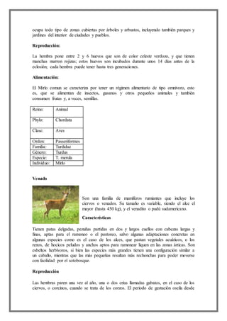 ocupa todo tipo de zonas cubiertas por árboles y arbustos, incluyendo también parques y
jardines del interior de ciudades y pueblos.
Reproducción:
La hembra pone entre 2 y 6 huevos que son de color celeste verdozo, y que tienen
manchas marron rojizas; estos huevos son incubados durante unos 14 días antes de la
eclosión; cada hembra puede tener hasta tres generaciones.
Alimentación:
El Mirlo comun se caracteriza por tener un régimen alimentario de tipo omnívoro, esto
es, que se alimentan de insectos, gusanos y otros pequeños animales y también
consumen frutas y, a veces, semillas.
Reino: Animal
Phylo: Chordata
Clase: Aves
Orden: Passeriformes
Familia: Turdidae
Género: Turdus
Especie: T. merula
Individuo: Mirlo
Venado
Son una familia de mamíferos rumiantes que incluye los
ciervos o venados. Su tamaño es variable, siendo el alce el
mayor (hasta 450 kg), y el venadito o pudú sudamericano.
Características
Tienen patas delgadas, pezuñas partidas en dos y largos cuellos con cabezas largas y
finas, aptas para el ramoneo o el pastoreo, salvo algunas adaptaciones concretas en
algunas especies como es el caso de los alces, que pastan vegetales acuáticos, o los
renos, de hocicos peludos y anchos aptos para ramonear liquen en las zonas árticas. Son
esbeltos herbívoros, si bien las especies más grandes tienen una configuración similar a
un caballo, mientras que las más pequeñas resultan más rechonchas para poder moverse
con facilidad por el sotobosque.
Reproducción
Las hembras paren una vez al año, una o dos crías llamadas gabatos, en el caso de los
ciervos, o corcinos, cuando se trata de los corzos. El periodo de gestación oscila desde
 