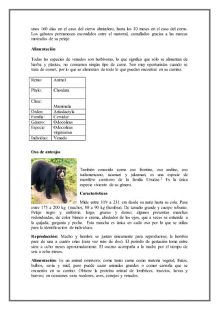 unos 160 días en el caso del ciervo almizclero, hasta los 10 meses en el caso del corzo.
Los gabatos permanecen escondidos entre el matorral, camuflados gracias a las marcas
moteadas de su pelaje.
Alimentación
Todas las especies de venados son herbívoras, lo que significa que sólo se alimentan de
hierba y plantas, no consumen ningún tipo de carne. Son muy oportunistas cuando se
trata de comer, por lo que se alimentan de todo lo que puedan encontrar en su camino.
Reino: Animal
Phylo: Chordata
Clase:
Mammalia
Orden: Artiodactyla
Familia: Cervidae
Género: Odocoileus
Especie: Odocoileus
virginianus
Individuo: Venado
Oso de anteojos
También conocido como oso frontino, oso andino, oso
sudamericano, ucumari y jukumari, es una especie de
mamífero carnívoro de la familia Ursidae.2 Es la única
especie viviente de su género.
Características
Mide entre 119 a 231 cm desde su nariz hasta su cola. Pasa
entre 175 a 200 kg (macho), 80 a 90 kg (hembra). De tamaño grande y cuerpo robusto.
Pelaje negro y uniforme, largo, grueso y denso; algunos presentan manchas
redondeadas, de color blanco o crema, alrededor de los ojos, que a veces se extiende a
la quijada, garganta y pecho. Esta mancha es única en cada oso por lo que se utiliza
para la identificación de individuos.
Reproducción: Macho y hembra se juntan únicamente para reproducirse; la hembra
pare de una a cuatro crías (rara vez más de dos). El período de gestación toma entre
siete a ocho meses aproximadamente. El osezno acompaña a la madre por el tiempo de
seis a ocho meses.
Alimentación: Es un animal omnívoro; come tanto carne como materia vegetal, frutos,
bulbos, savia y miel, pero puede cazar animales grandes o comer carroña que se
encuentra en su camino. Obtiene la proteína animal de lombrices, insectos, larvas y
huevos; en ocasiones caza roedores, aves, conejos y venados.
 