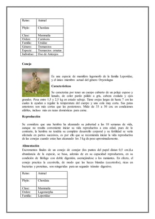 Reino: Animal
Phylo: Chordata
Clase: Mammalia
Orden: Carnívora
Familia: Ursidae
Género: Tremarctos
Especie: Tremarctos ornatus
Individuo: Oso de Anteojos
Conejo
Es una especie de mamífero lagomorfo de la familia Leporidae,
y el único miembro actual del género Oryctolagus
Características
Se caracteriza por tener un cuerpo cubierto de un pelaje espeso y
lanudo, de color pardo pálido a gris, cabeza ovalada y ojos
grandes. Pesa entre 1,5 y 2,5 kg en estado salvaje. Tiene orejas largas de hasta 7 cm las
cuales le ayudan a regular la temperatura del cuerpo y una cola muy corta. Sus patas
anteriores son más cortas que las posteriores. Mide de 33 a 50 cm. en condiciones
afables, incluso más en razas domésticas para carne.
Reproducción
Se considera que una hembra ha alcanzado su pubertad a las 10 semanas de vida,
aunque no resulta conveniente iniciar su vida reproductiva a esta edad, pues de lo
contrario, la hembra no tendría su completo desarrollo corporal y su fertilidad se vería
afectada en partos sucesivos, es por ello que se recomienda iniciar la vida reproductiva
de las conejas cuando estas han alcanzado los 3 kg de peso aproximadamente.
Alimentación
Excrementos finales de un conejo de conejar (los puntos del papel distan 0,5 cm.)La
abundancia de la especie, se basa, además de en su capacidad reproductora, en su
condición de fitófago con doble digestión, asemejándose a los rumiantes. En efecto, el
conejo practica la cecotrofia, de modo que las heces blandas (cecotrofos), ricas en
bacterias y proteínas, son reingeridas para un segundo tránsito digestivo.
Reino: Animal
Phylo: Chordata
Clase: Mammalia
Orden: Lagomorpha
Familia: Leporidae
 