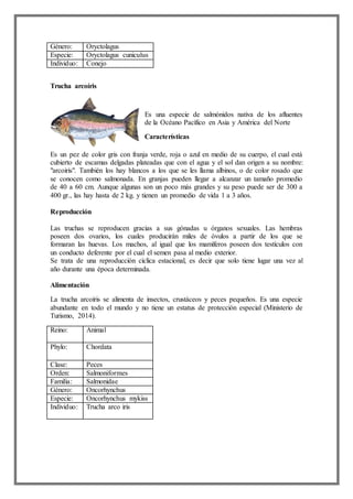 Género: Oryctolagus
Especie: Oryctolagus cuniculus
Individuo: Conejo
Trucha arcoíris
Es una especie de salmónidos nativa de los afluentes
de la Océano Pacífico en Asia y América del Norte
Características
Es un pez de color gris con franja verde, roja o azul en medio de su cuerpo, el cual está
cubierto de escamas delgadas plateadas que con el agua y el sol dan origen a su nombre:
"arcoiris". También los hay blancos a los que se les llama albinos, o de color rosado que
se conocen como salmonada. En granjas pueden llegar a alcanzar un tamaño promedio
de 40 a 60 cm. Aunque algunas son un poco más grandes y su peso puede ser de 300 a
400 gr., las hay hasta de 2 kg. y tienen un promedio de vida 1 a 3 años.
Reproducción
Las truchas se reproducen gracias a sus gónadas u órganos sexuales. Las hembras
poseen dos ovarios, los cuales producirán miles de óvulos a partir de los que se
formaran las huevas. Los machos, al igual que los mamíferos poseen dos testículos con
un conducto deferente por el cual el semen pasa al medio exterior.
Se trata de una reproducción cíclica estacional, es decir que solo tiene lugar una vez al
año durante una época determinada.
Alimentación
La trucha arcoíris se alimenta de insectos, crustáceos y peces pequeños. Es una especie
abundante en todo el mundo y no tiene un estatus de protección especial (Ministerio de
Turismo, 2014).
Reino: Animal
Phylo: Chordata
Clase: Peces
Orden: Salmoniformes
Familia: Salmonidae
Género: Oncorhynchus
Especie: Oncorhynchus mykiss
Individuo: Trucha arco iris
 